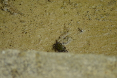 Pachygrapsus transversus