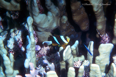 Amphiprion