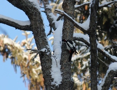 Dendrocopos major