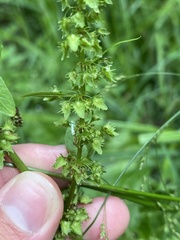 Rumex obtusifolius obtusifolius