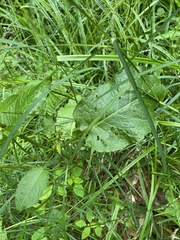 Rumex obtusifolius obtusifolius