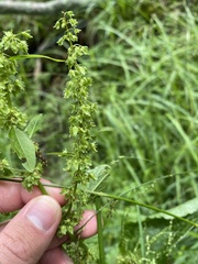 Rumex obtusifolius obtusifolius