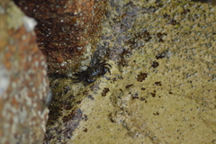 Pachygrapsus transversus