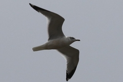 Larus delawarensis