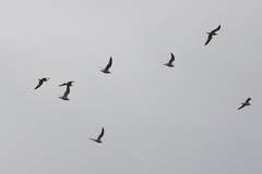 Larus delawarensis