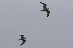 Larus delawarensis