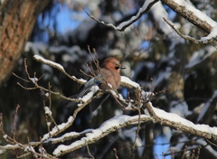 Garrulus glandarius
