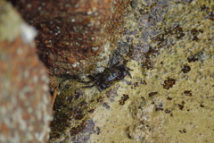 Pachygrapsus transversus