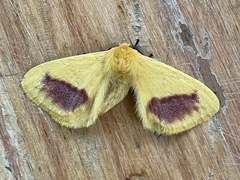 Stenoglene rosea