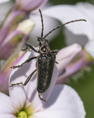 Brachysomida bivittata