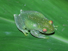 Aplastodiscus leucopygius