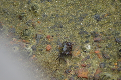 Pachygrapsus transversus