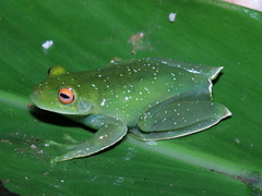 Aplastodiscus leucopygius