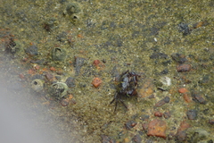 Pachygrapsus transversus