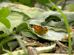 Pelopidas assamensis