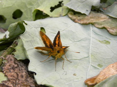 Pelopidas assamensis