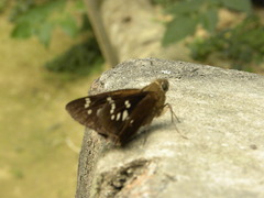 Pelopidas assamensis