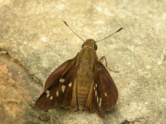 Pelopidas assamensis