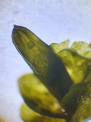 Jungermannia atrovirens