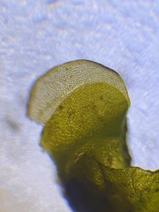 Jungermannia atrovirens
