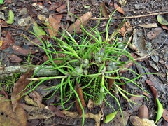 Tillandsia bulbosa