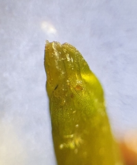 Jungermannia atrovirens