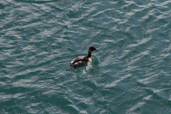 Podiceps nigricollis