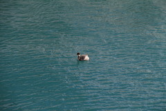 Podiceps nigricollis