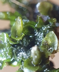 Jungermannia atrovirens
