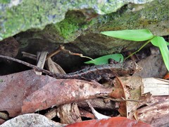 Anolis lemurinus
