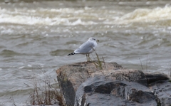 Larus delawarensis