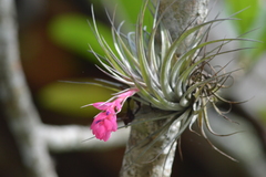 Tillandsia stricta