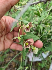 Philibertia gilliesii