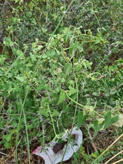 Philibertia gilliesii