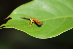 Pseudocoladenia dan