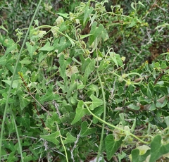 Philibertia gilliesii