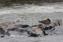 Branta canadensis