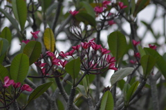 Plumeria rubra