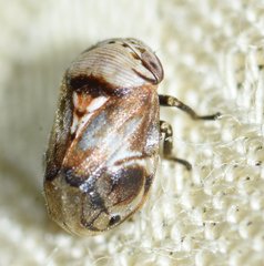 Clastoptera undulata