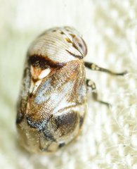 Clastoptera undulata