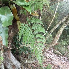 Davallia divaricata