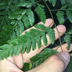 Davallia divaricata