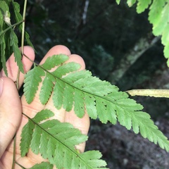 Davallia divaricata