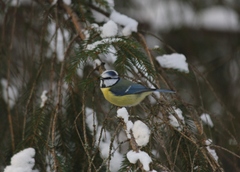 Cyanistes caeruleus