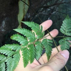 Davallia divaricata