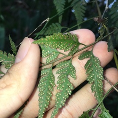 Davallia divaricata