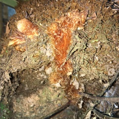 Davallia divaricata