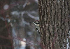 Dendrocopos leucotos