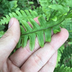 Pteris amoena