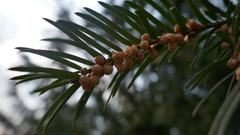 Cephalotaxus